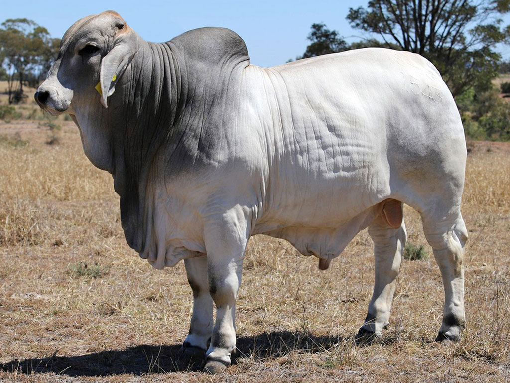 Clukan Cooper
