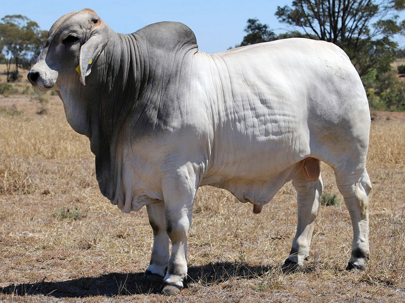 Clukan Cooper