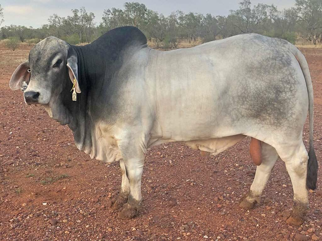 Doonside Diablo (PP)