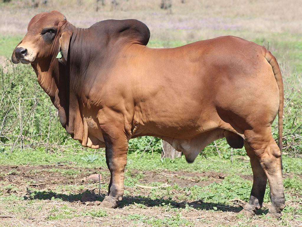 Kandoona Selwyn