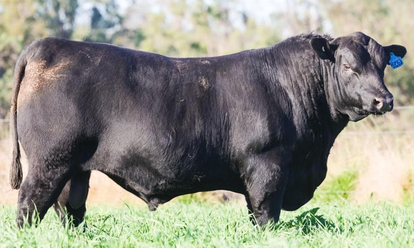 Clunie Range Ring True R761