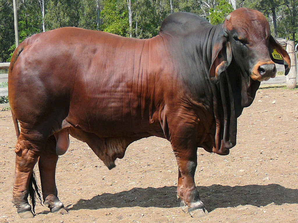 Stockman Dynamite (PS)