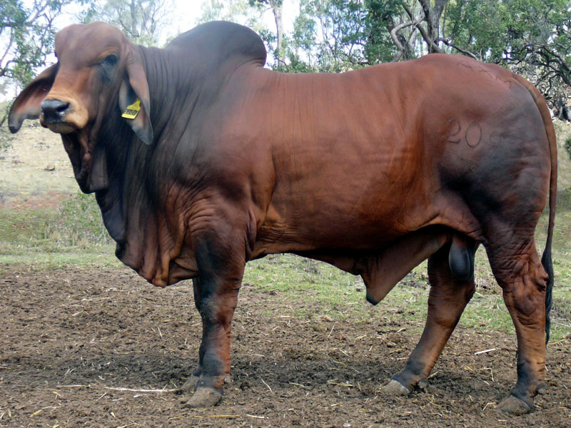 Stockman Eveready (PP) 