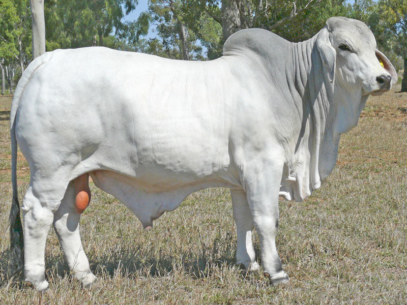 FBC Emperor Manso 532/1